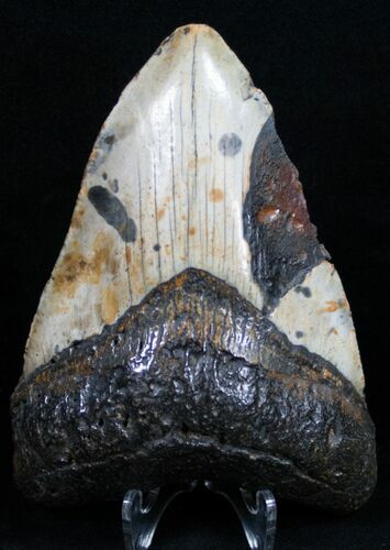 Polished Megalodon Tooth - North Carolina #11019